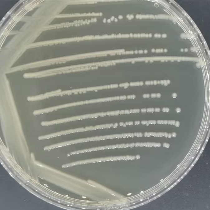 肠沙门氏菌肠亚种猪霍乱血清型-伟业计量