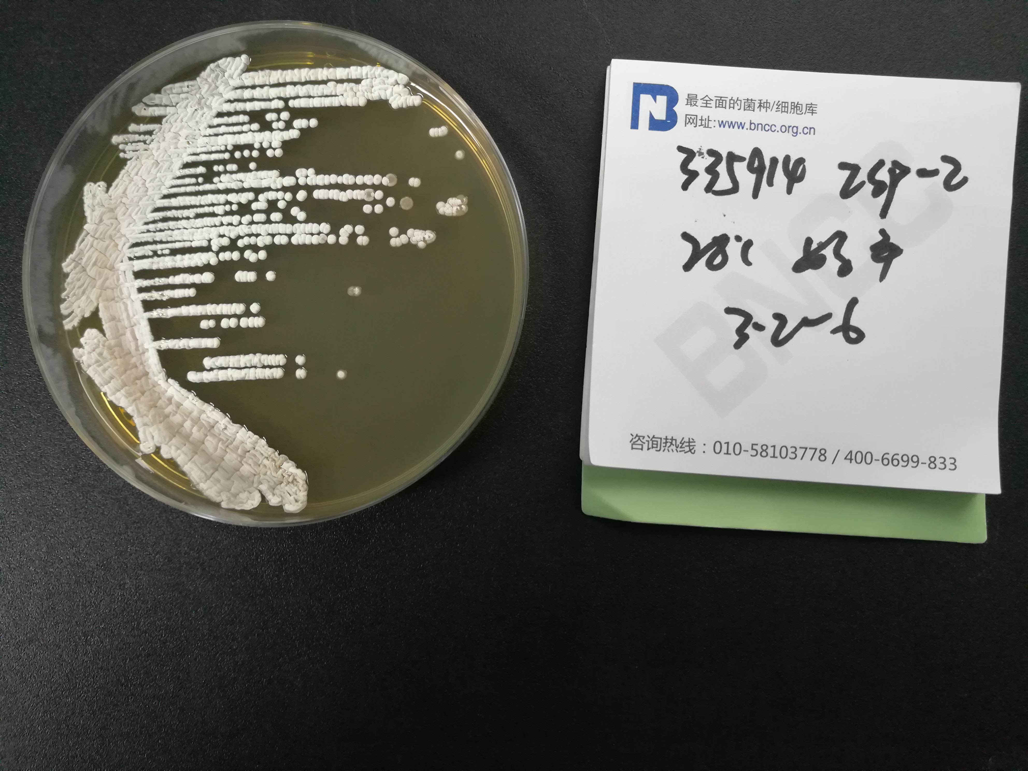 灰色链霉菌-伟业计量