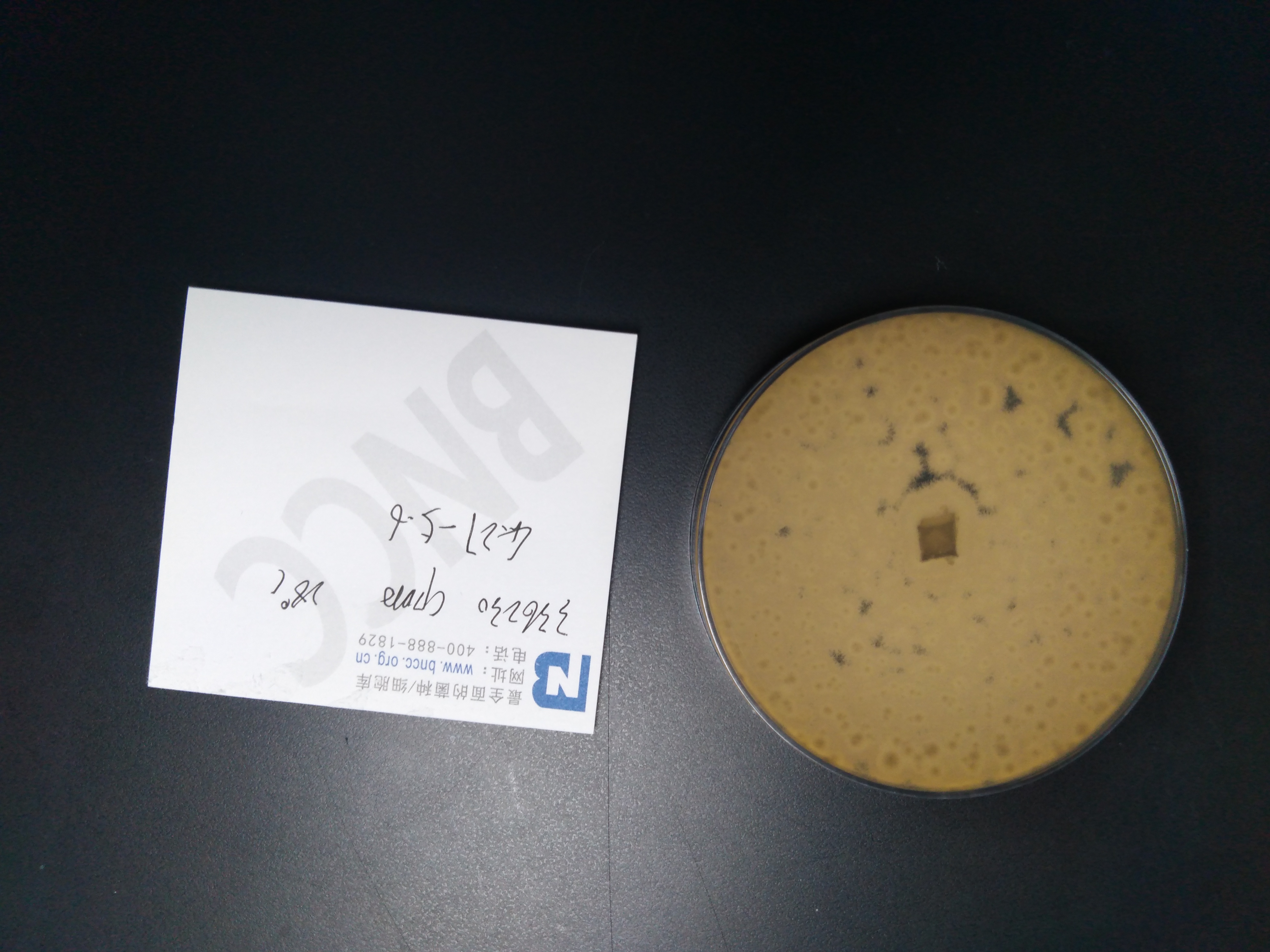 淡紫色拟青霉-伟业计量