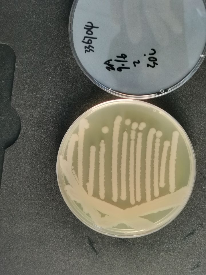 枯草芽孢杆菌-伟业计量