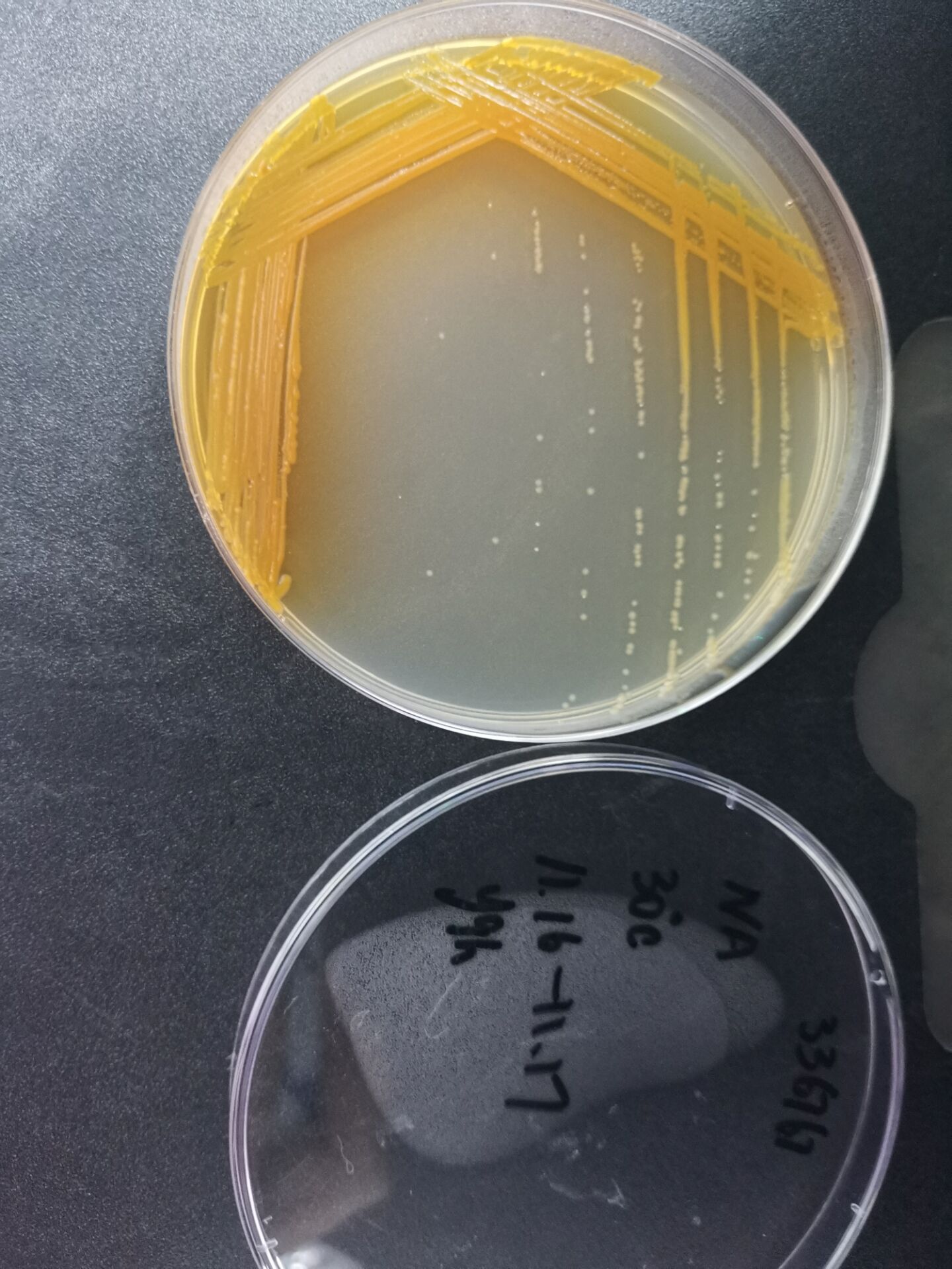 绿针假单胞菌-伟业计量