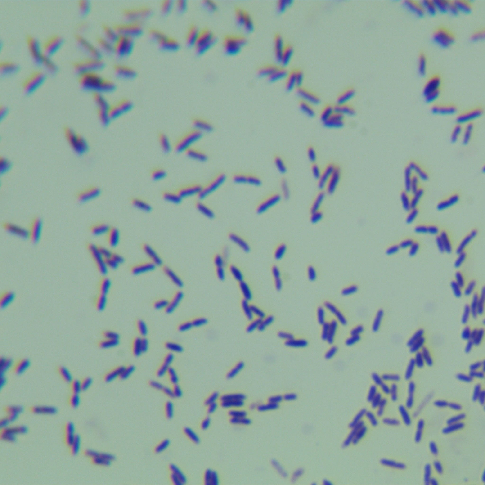 耐盐短芽孢杆菌-伟业计量