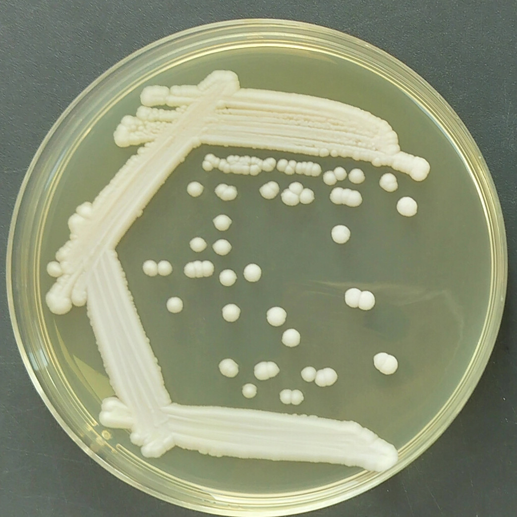 Sungouiella intermedia-伟业计量