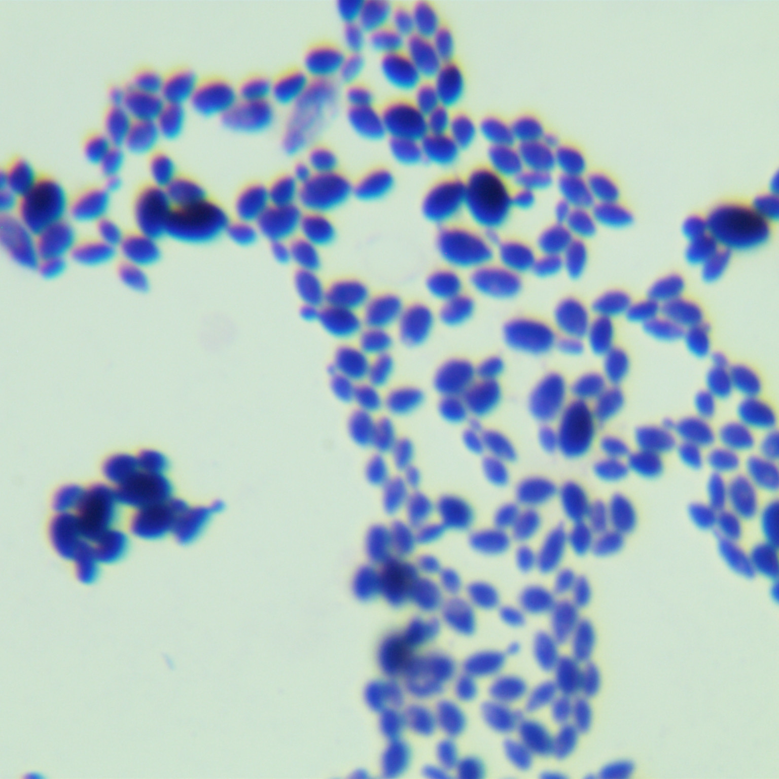 Sungouiella intermedia-伟业计量