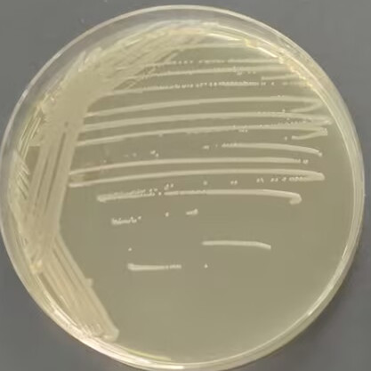 脑膜脓毒伊丽莎白金菌-伟业计量
