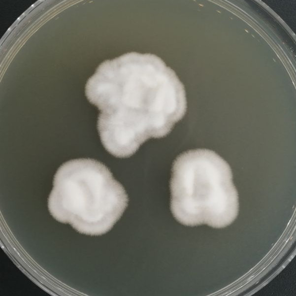 刺束梗孢属-伟业计量