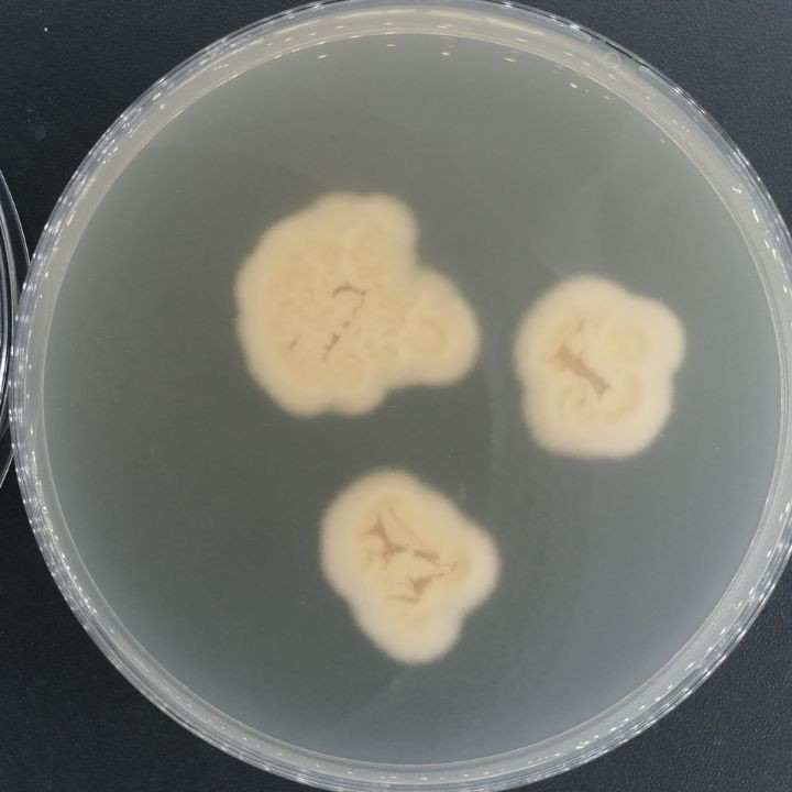 刺束梗孢属-伟业计量