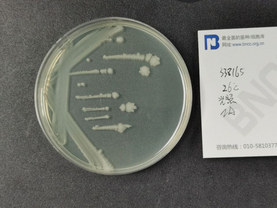 环状芽孢杆菌-伟业计量