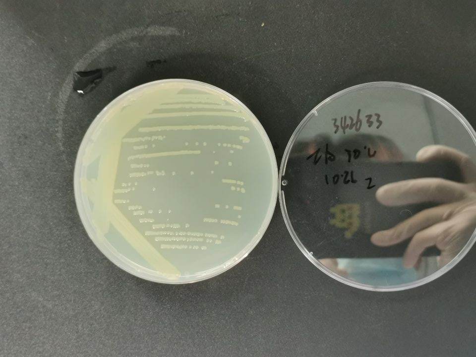 嗜麦芽寡养单胞菌-伟业计量