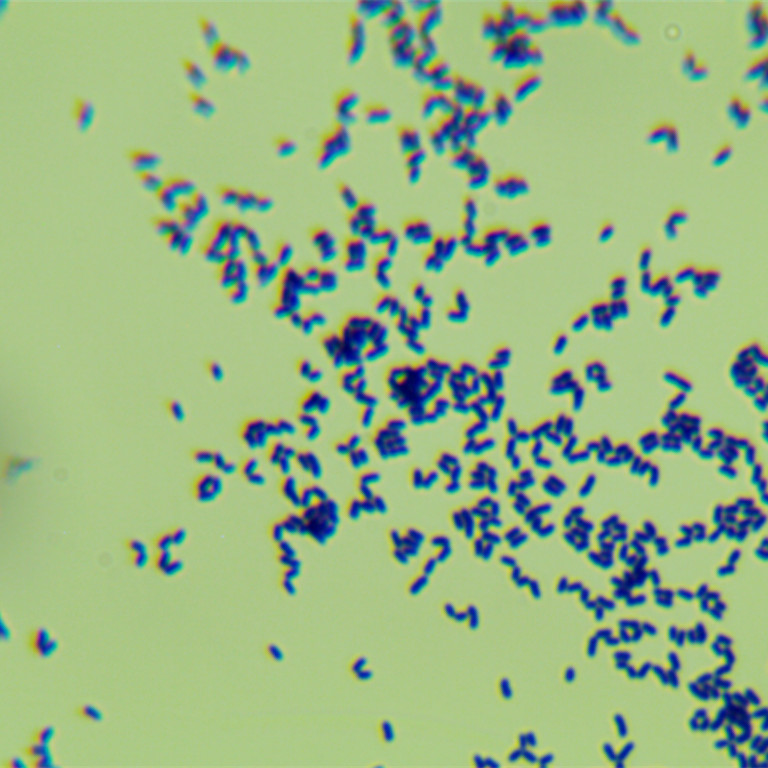 Corynebacterium doosanense-伟业计量
