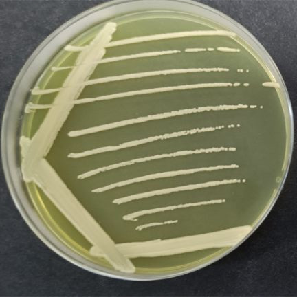 Corynebacterium doosanense-伟业计量