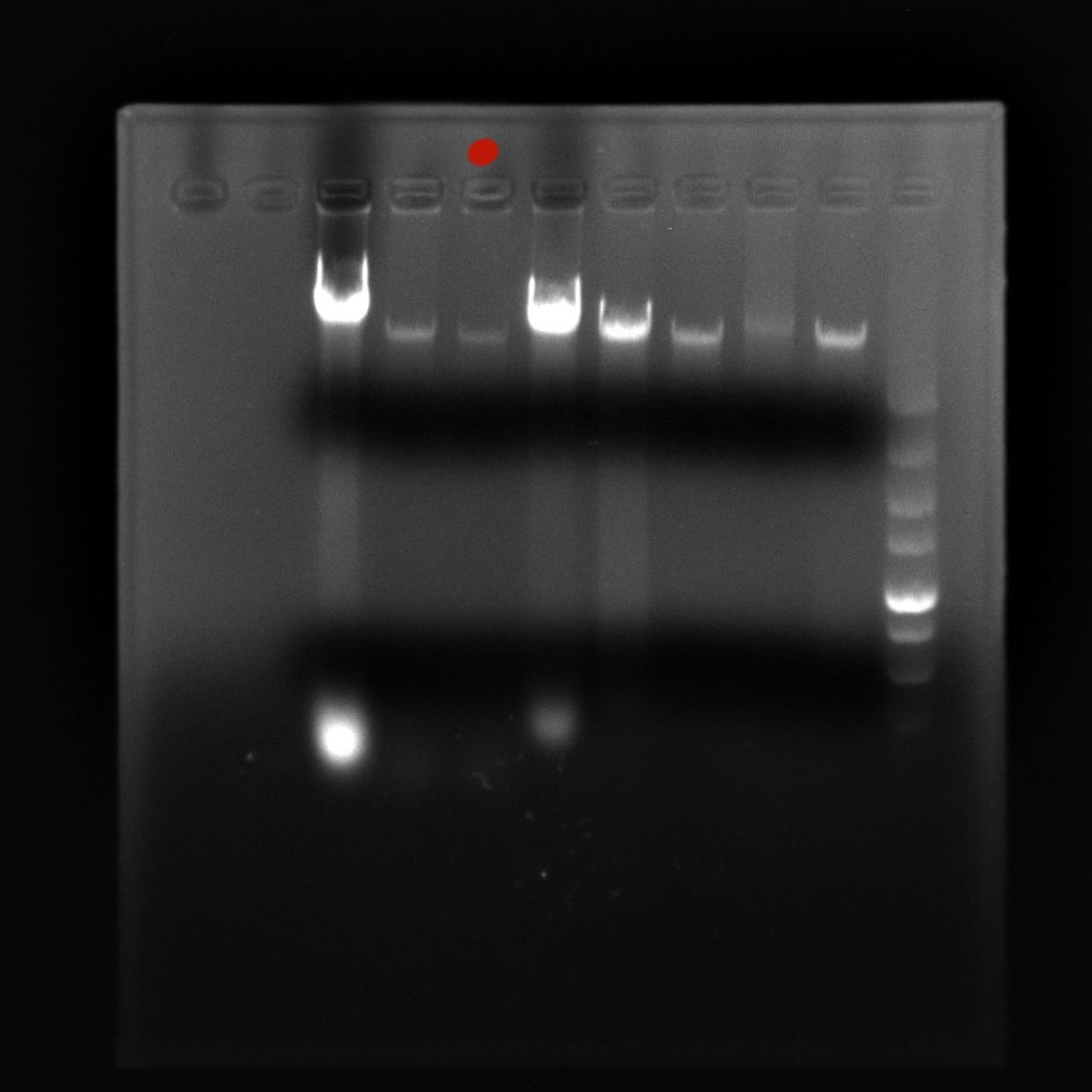 白色念珠菌基因组DNA-北京晶品赛思科技有限公司