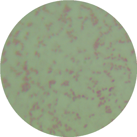 Pelistega europaea-伟业计量