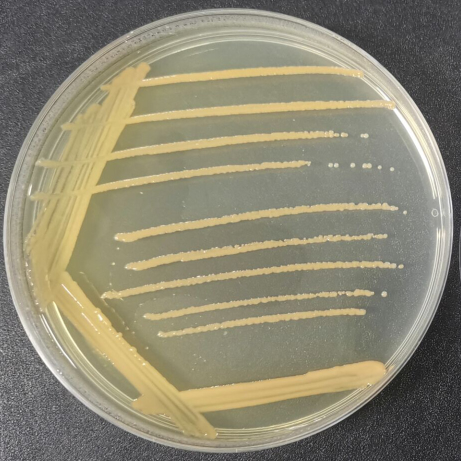 副球菌属-伟业计量