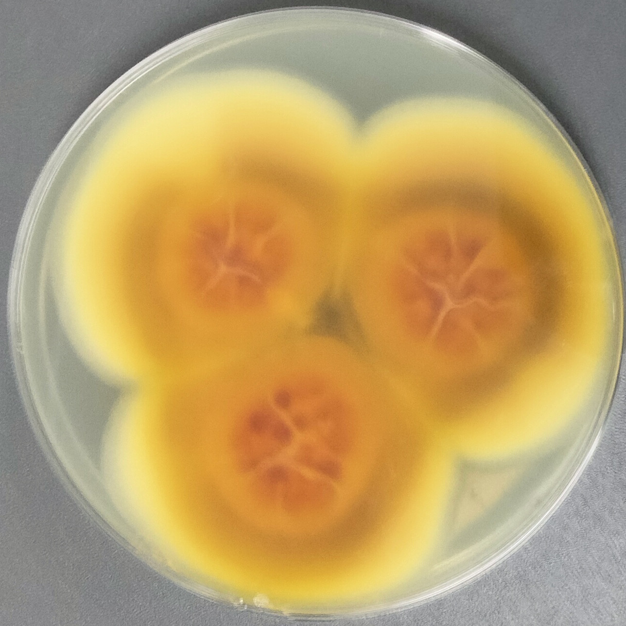 疣孢青霉菌-伟业计量