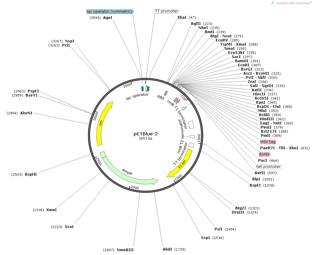 DH5α（含pETBlue-2质粒）大肠杆菌-北京晶品赛思科技有限公司
