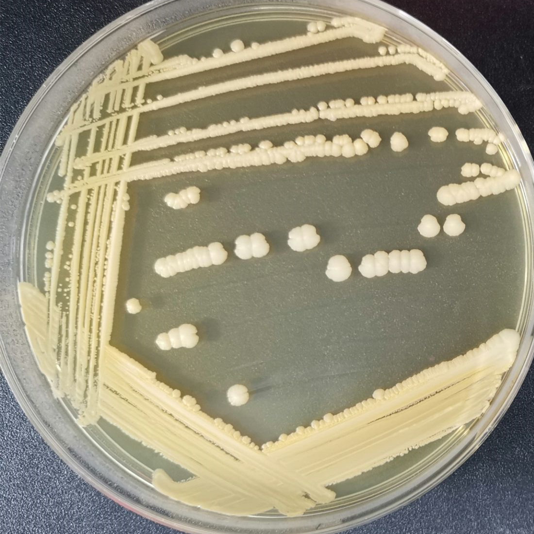 鸡葡萄球菌-伟业计量