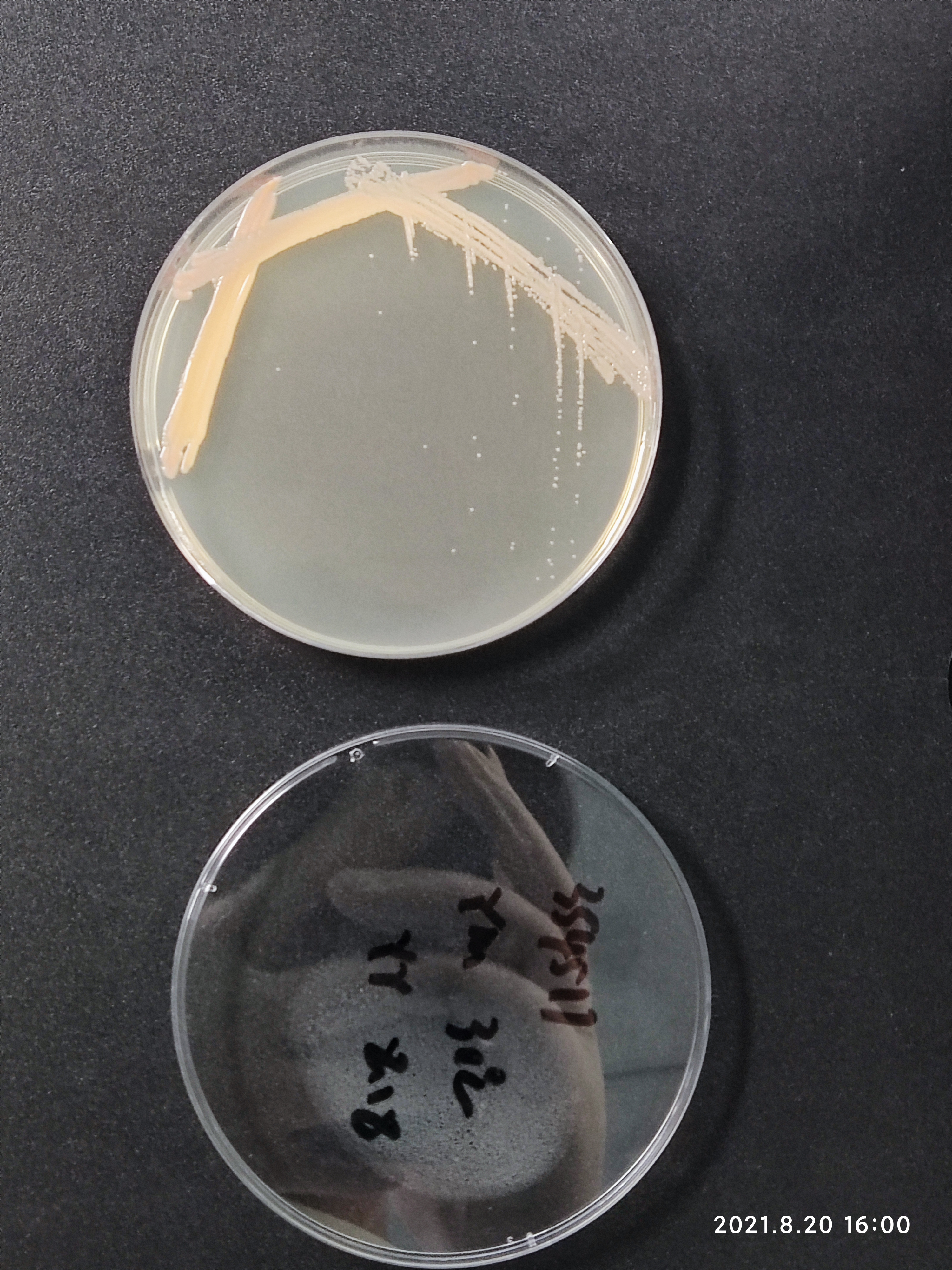 Cystobasidium minutum-伟业计量