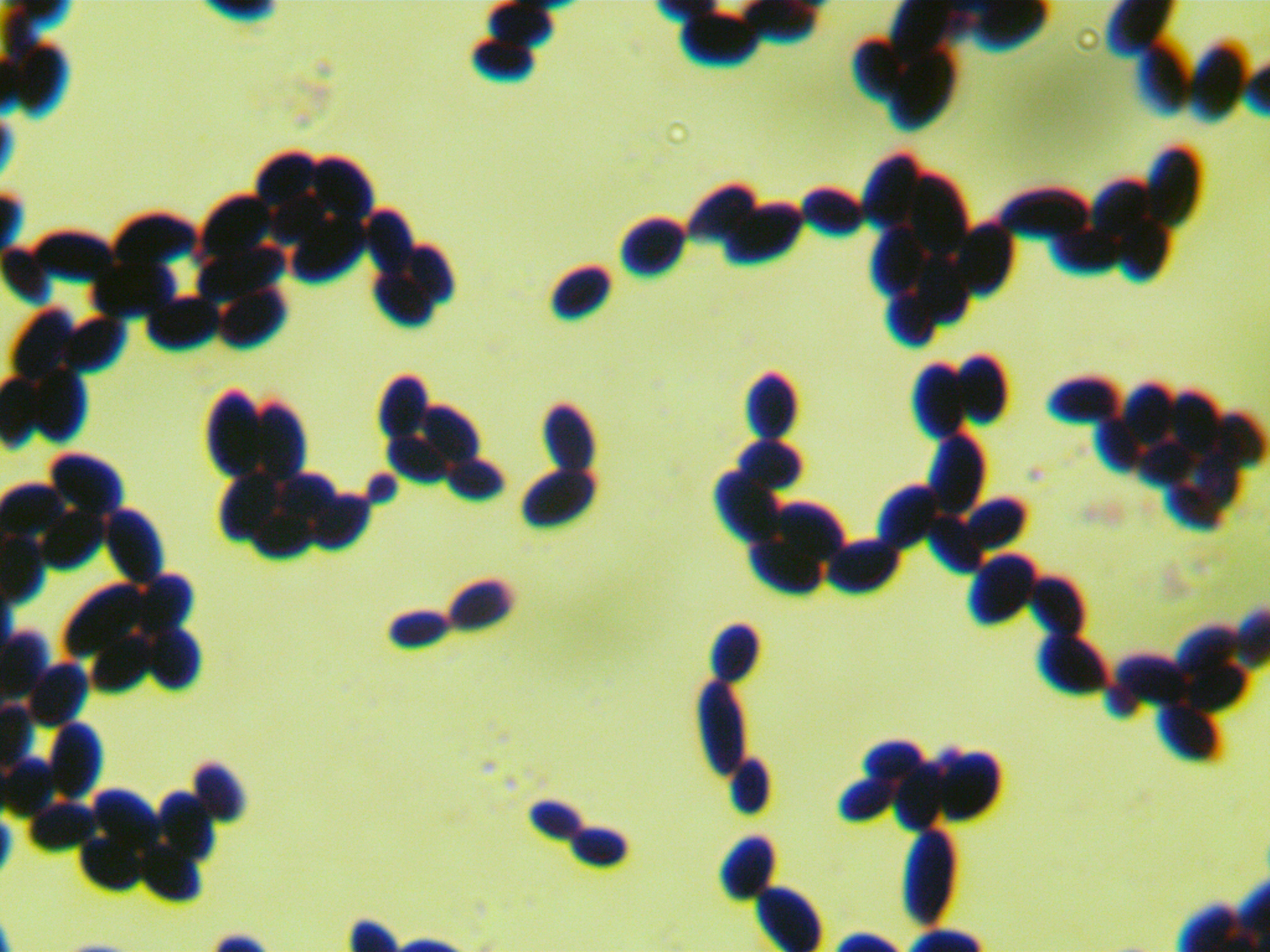 Cystobasidium minutum-伟业计量