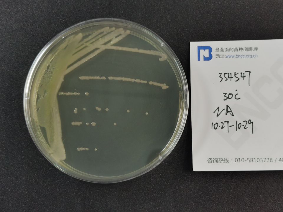 食硝酸盐丛毛单胞菌-伟业计量