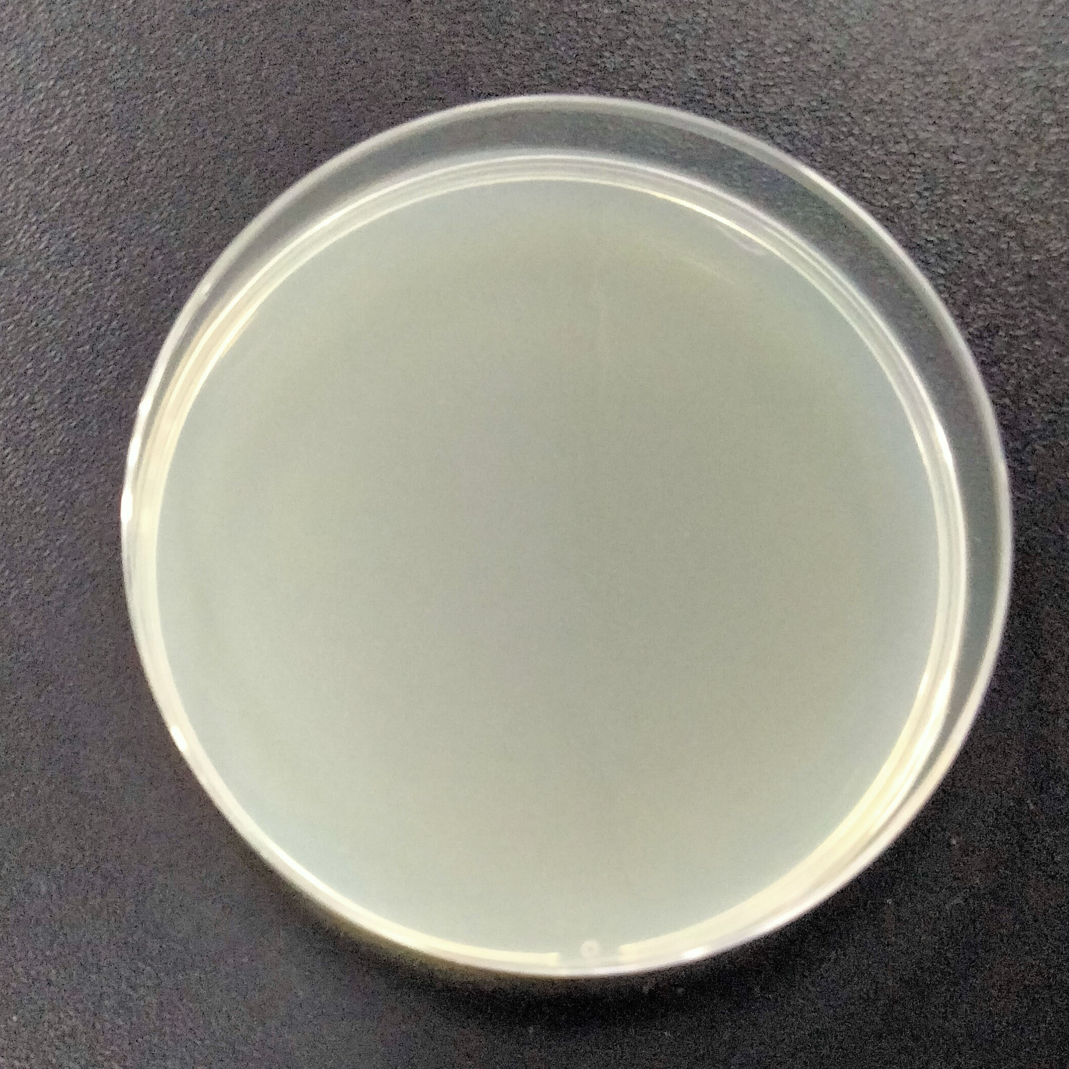stbl2 大肠杆菌-伟业计量