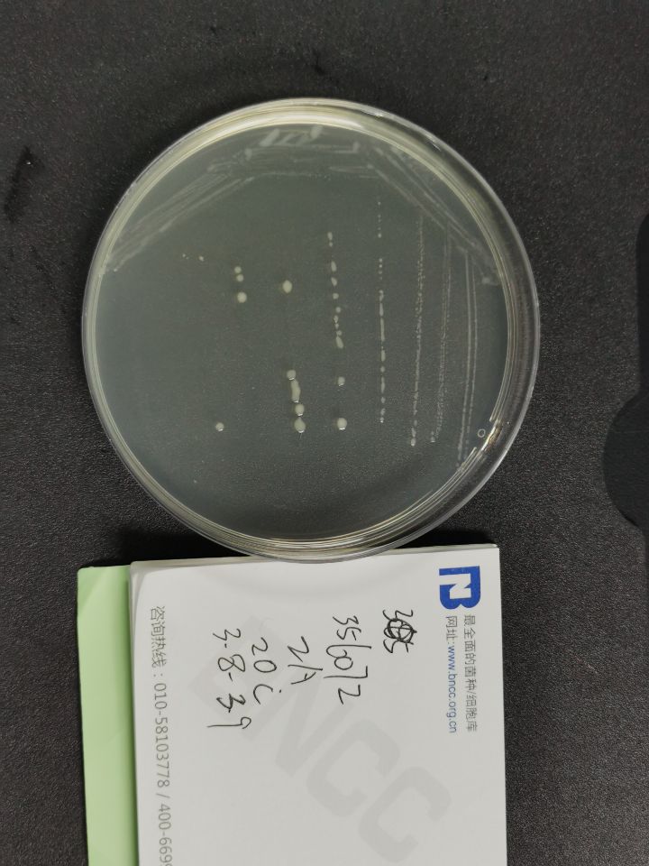 麦格伦拟杆菌.麦格理尼斯亚种-伟业计量