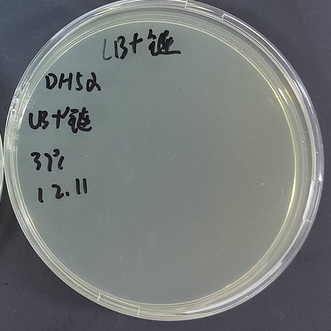 大肠杆菌BJ5183-AD-1-伟业计量