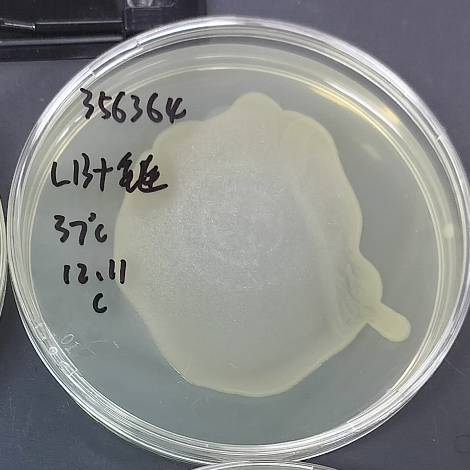 大肠杆菌BJ5183-AD-1-伟业计量