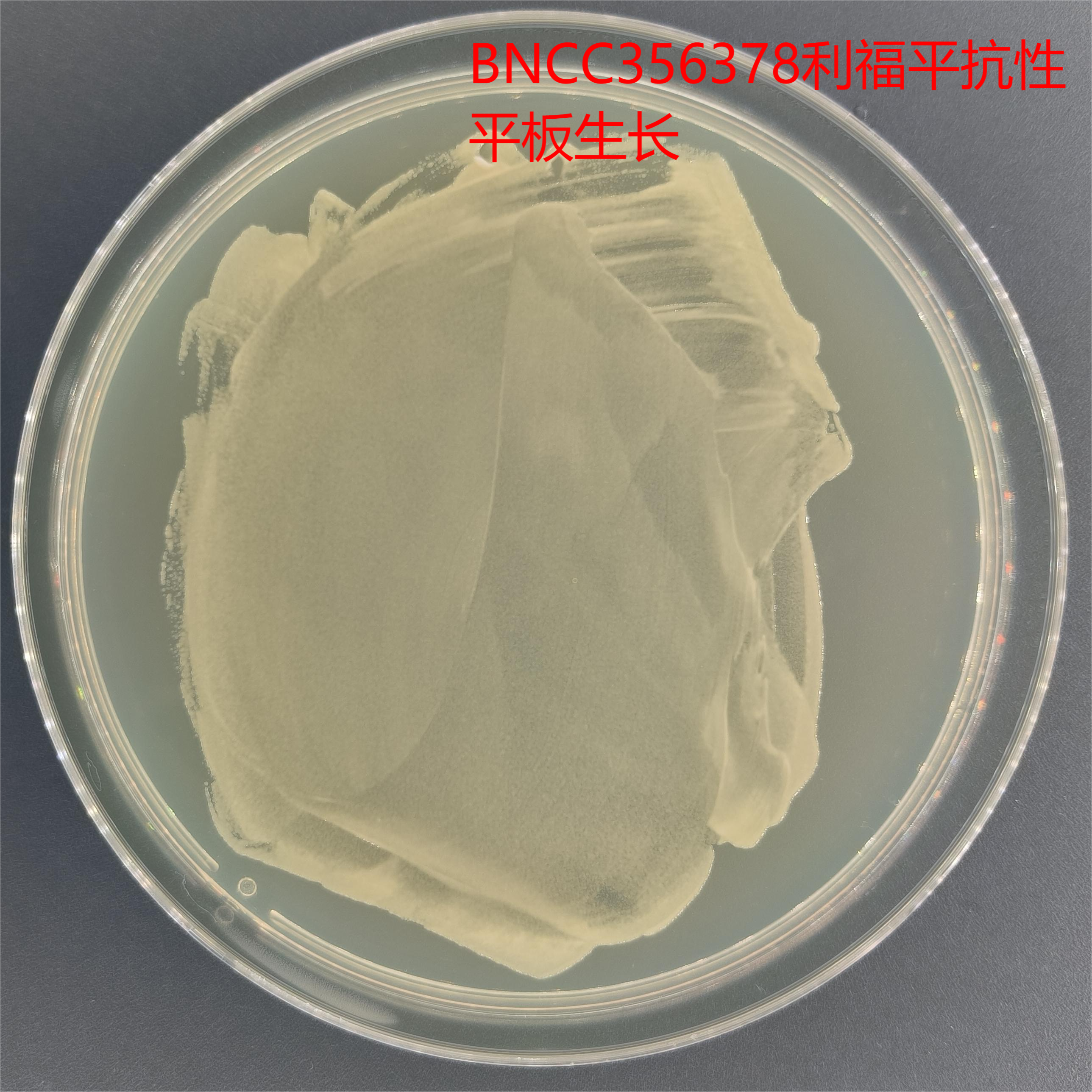 农杆菌EHA105-伟业计量
