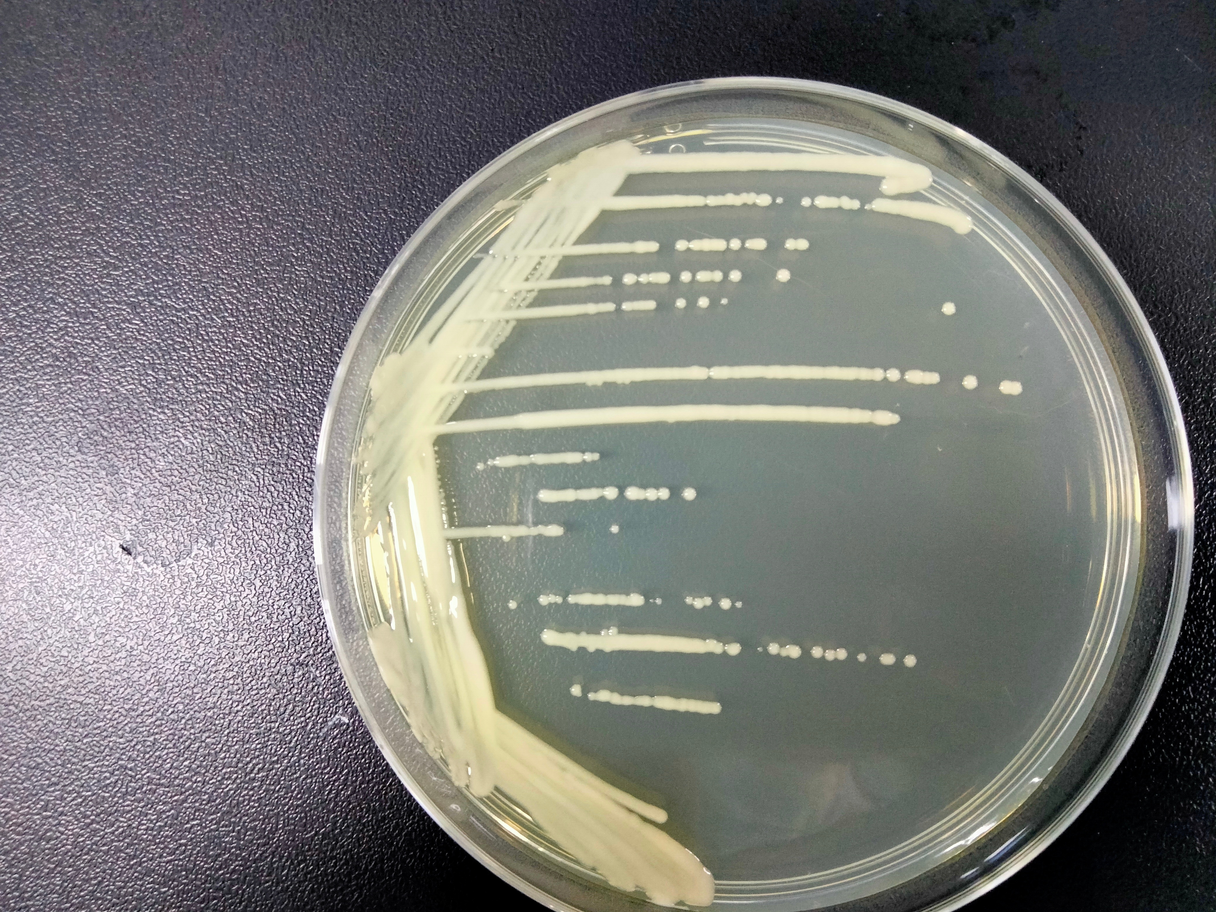 EHA105(pSoup) 农杆菌-伟业计量