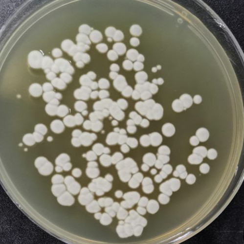 Penicillium guttulosum-伟业计量