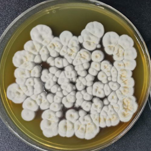 Penicillium guttulosum-伟业计量