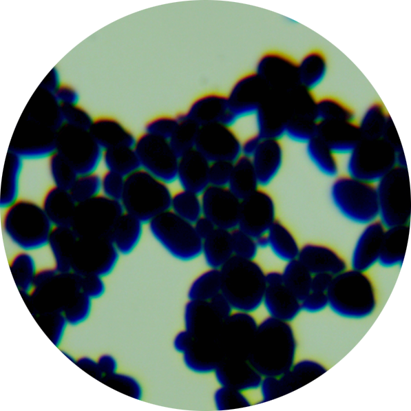 NMY51 酵母菌-伟业计量