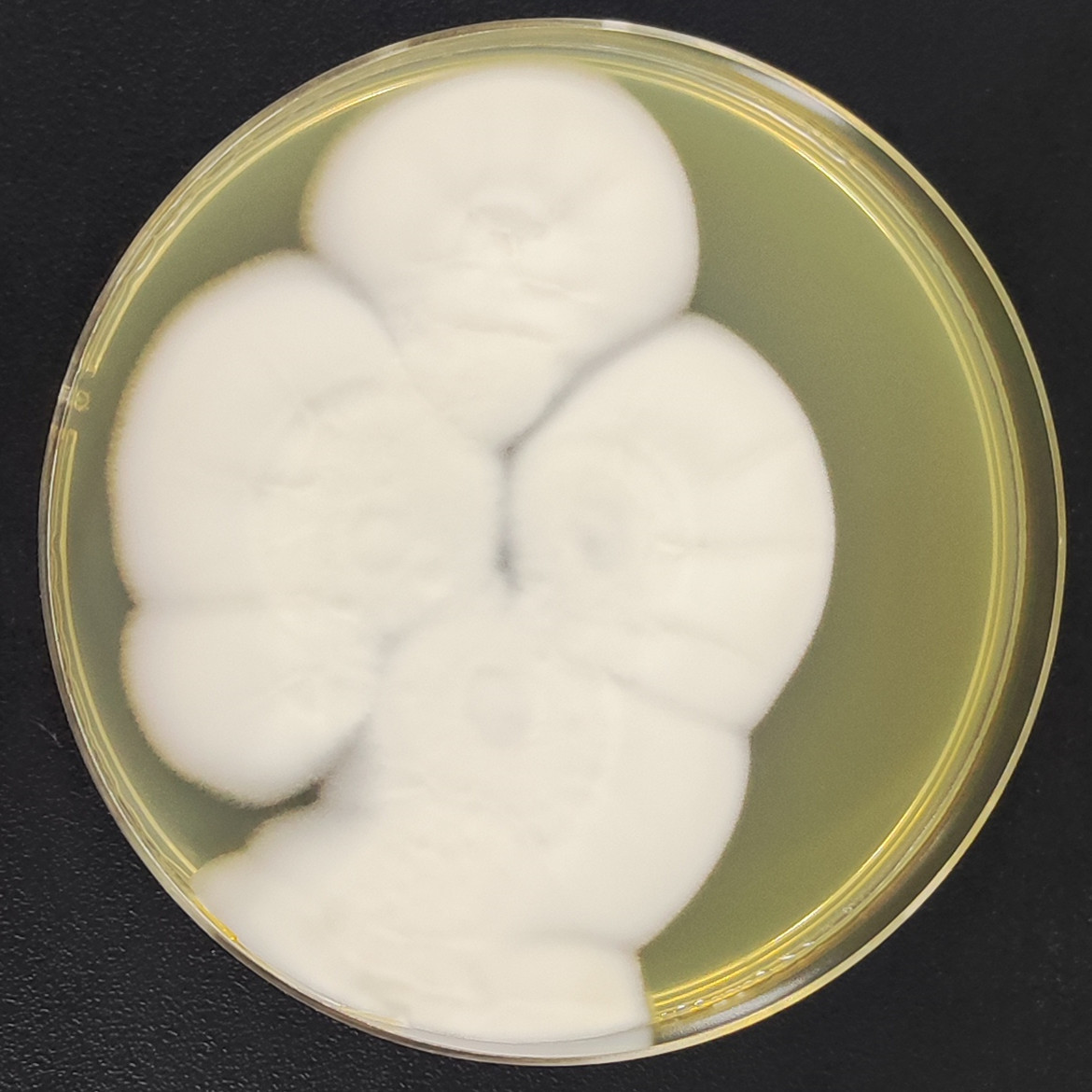 Verticillium leptobactrum W. Gams-伟业计量