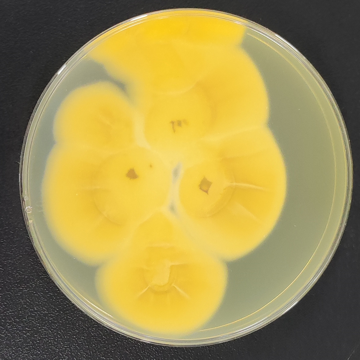 Verticillium leptobactrum W. Gams-伟业计量