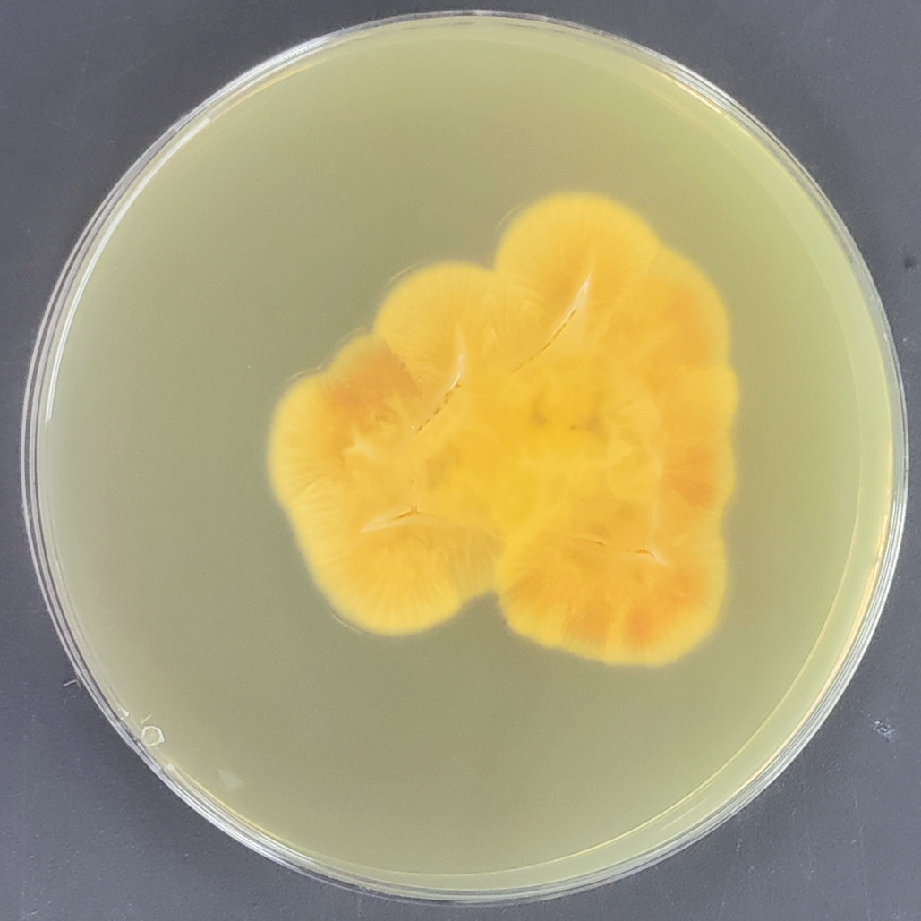 Torrubiella alba-伟业计量