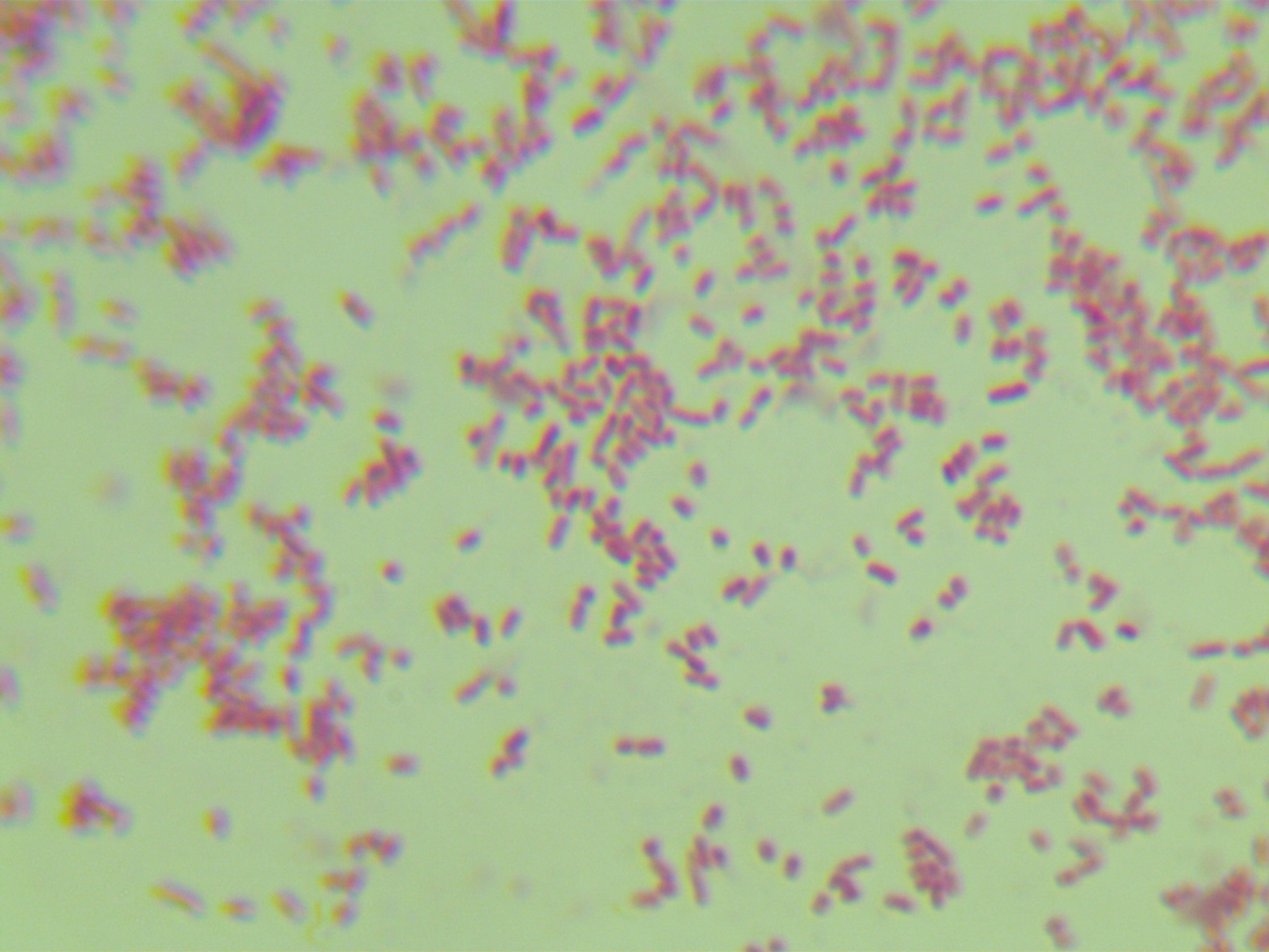 大肠埃希菌-伟业计量