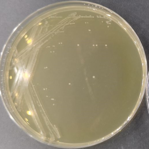 类肠膜魏斯菌-伟业计量