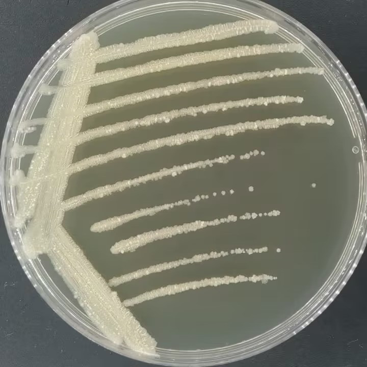 耻垢分枝杆菌-伟业计量