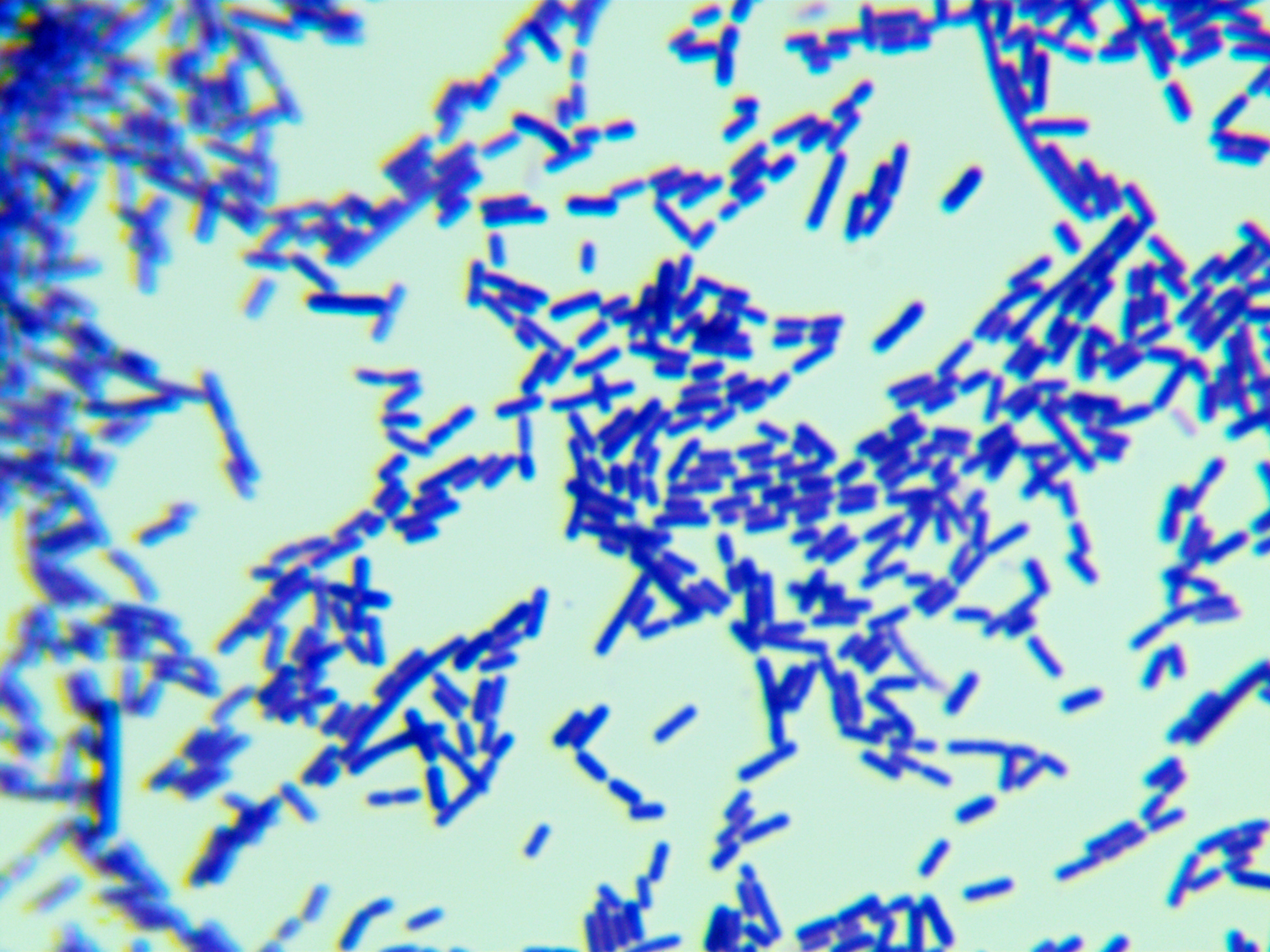 Levilactobacillus namurensis-伟业计量