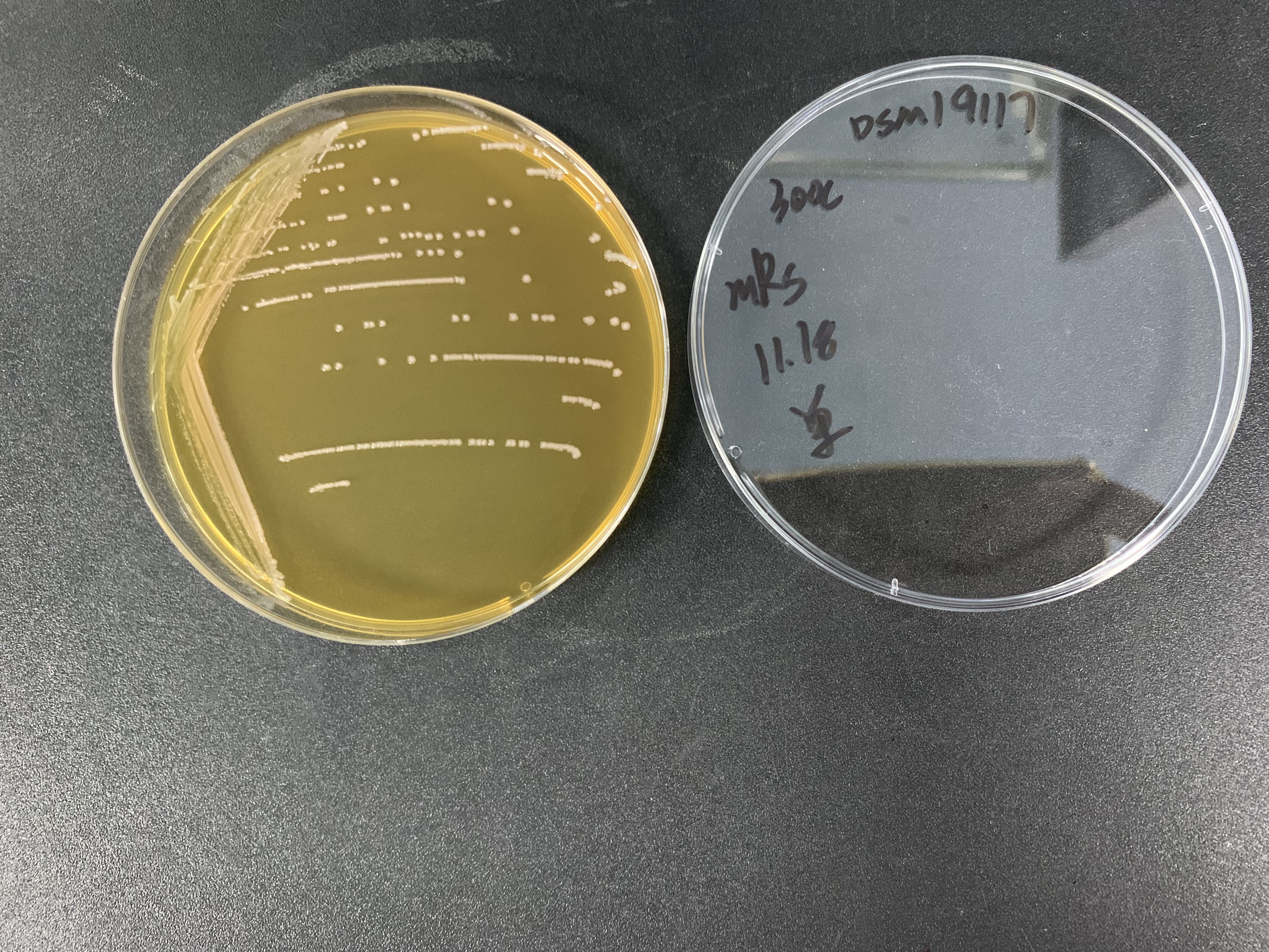 Levilactobacillus namurensis-伟业计量