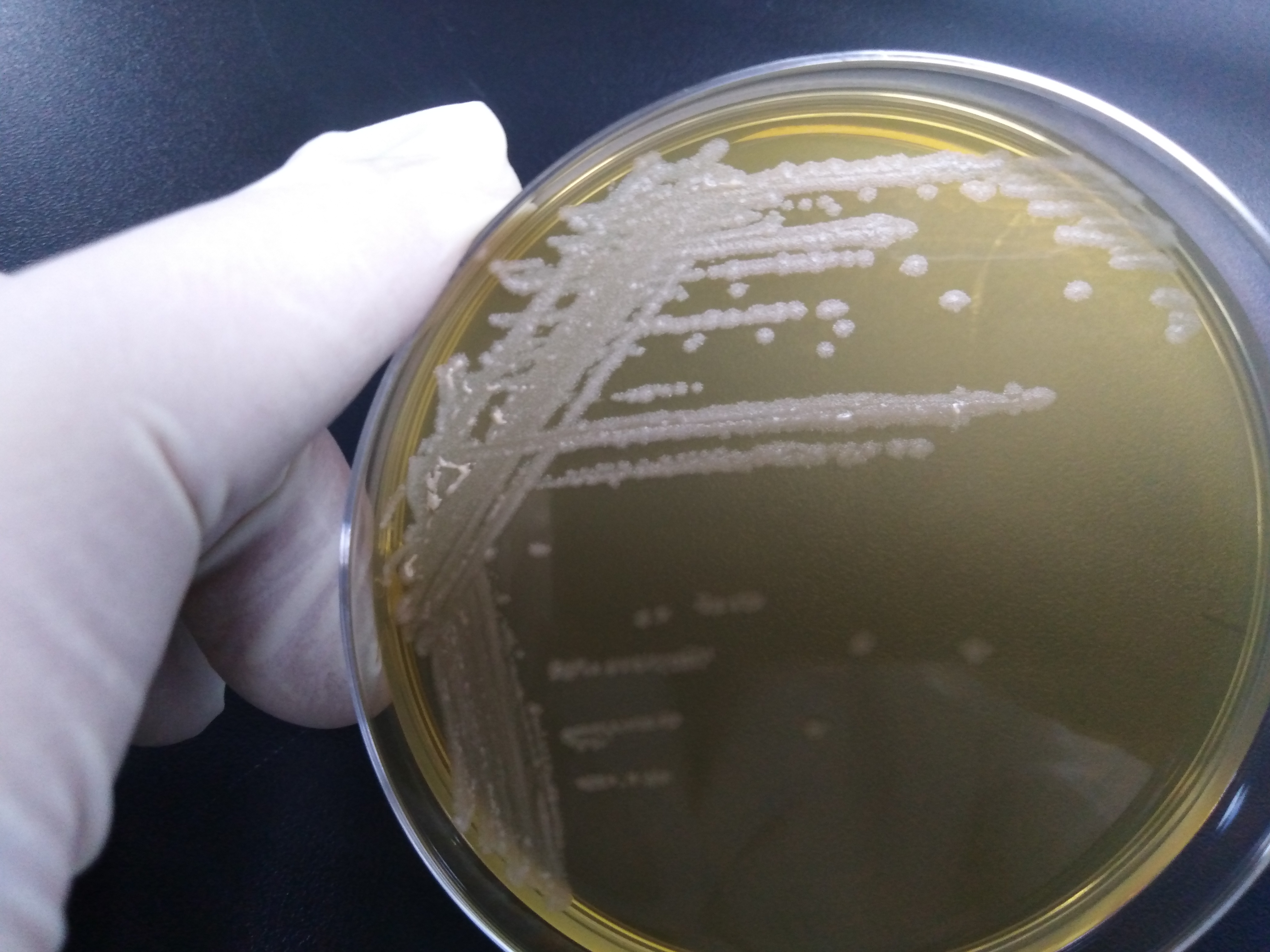 Levilactobacillus zymae-伟业计量