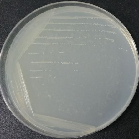 Lentibacillus populi-伟业计量