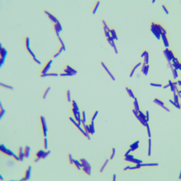 Lentibacillus populi-伟业计量