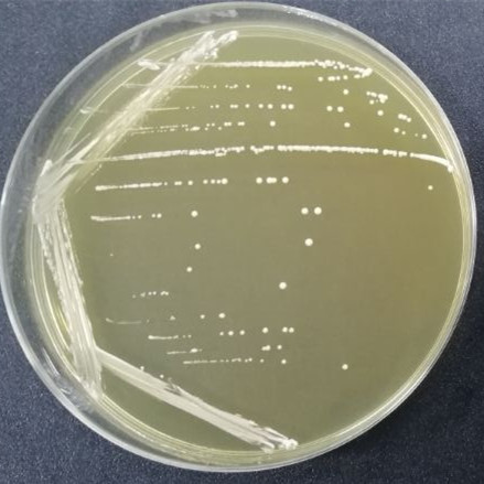 植物乳杆菌植物亚种-伟业计量