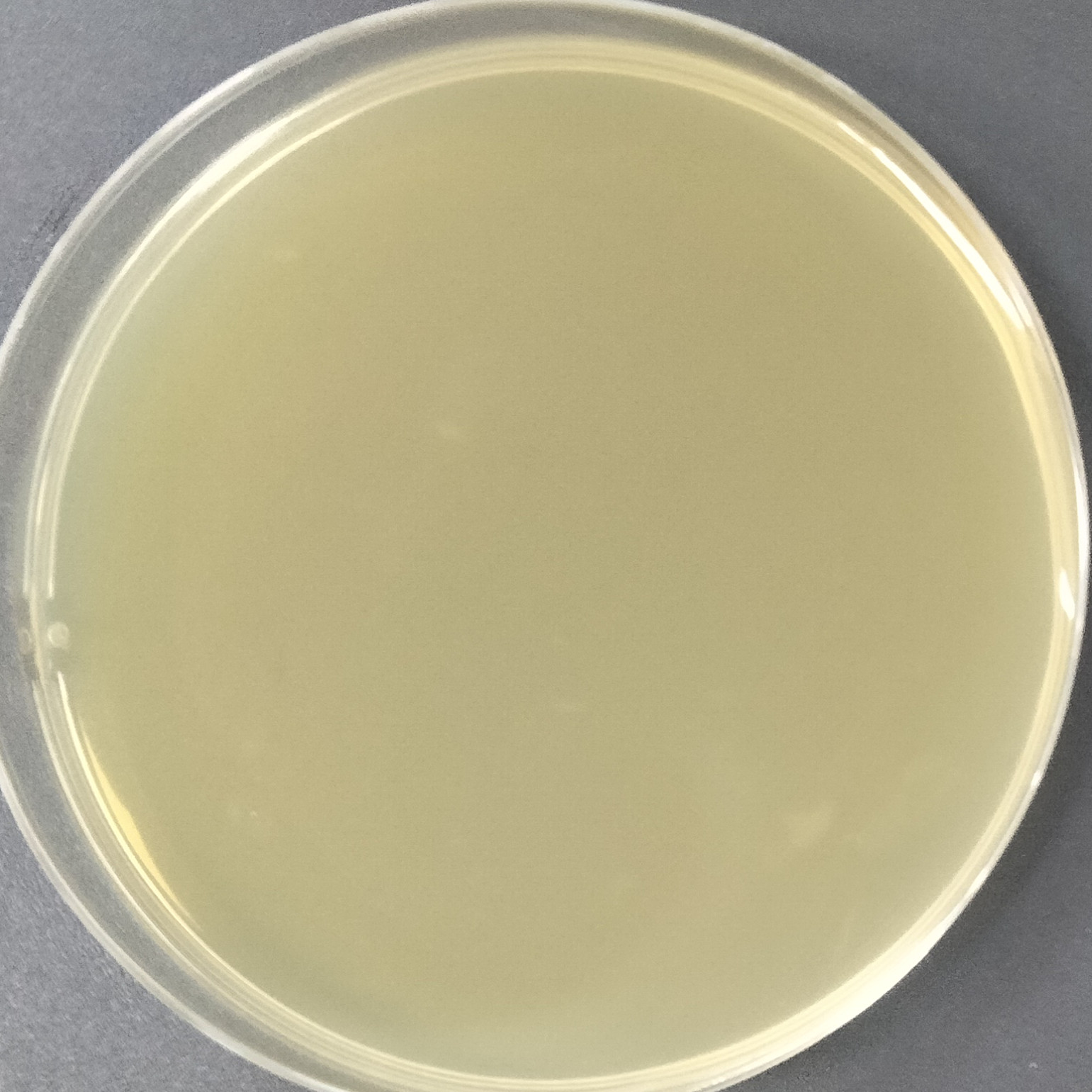 粪肠球菌 V347 （含pIP501质粒）-伟业计量