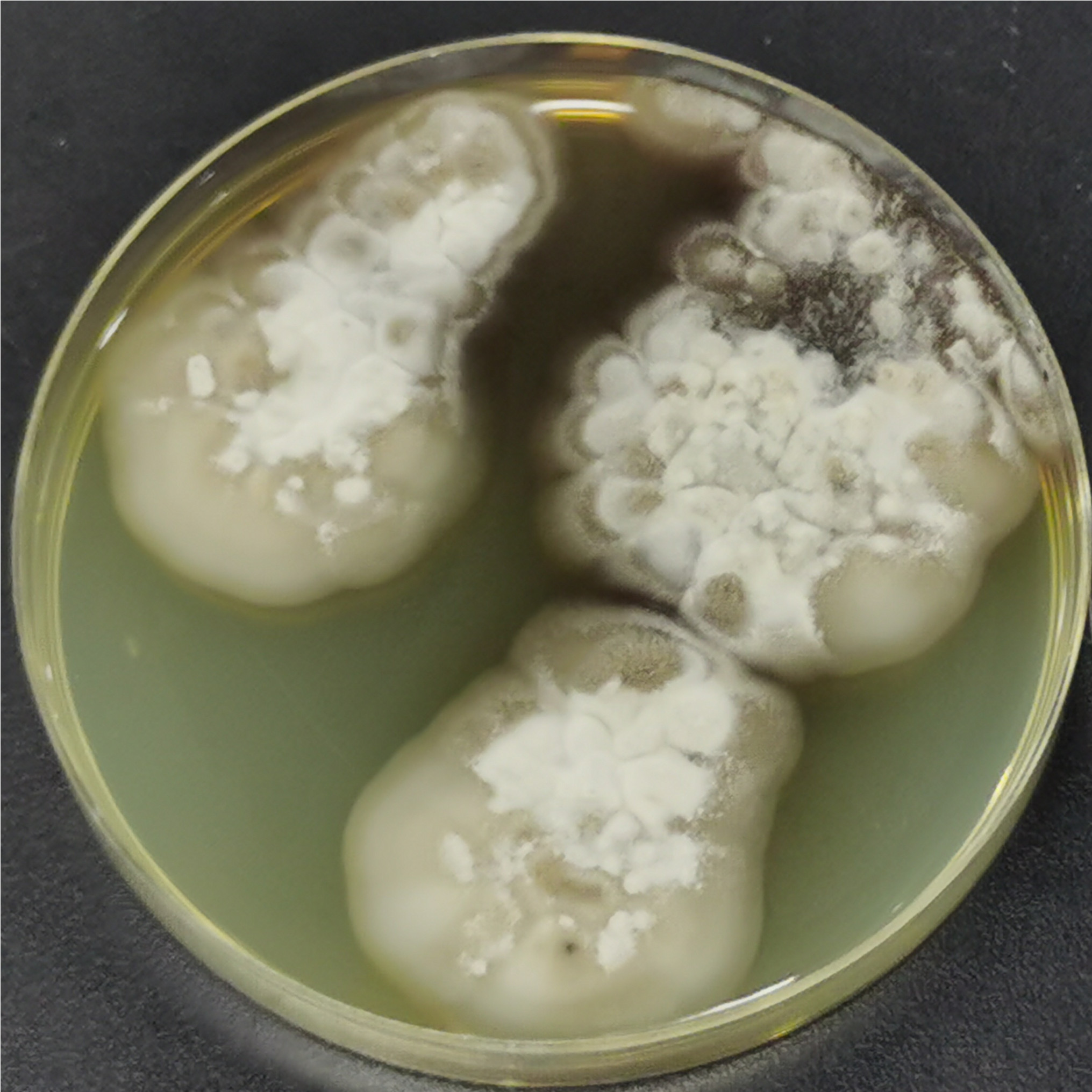 Microascus melanosporus-伟业计量