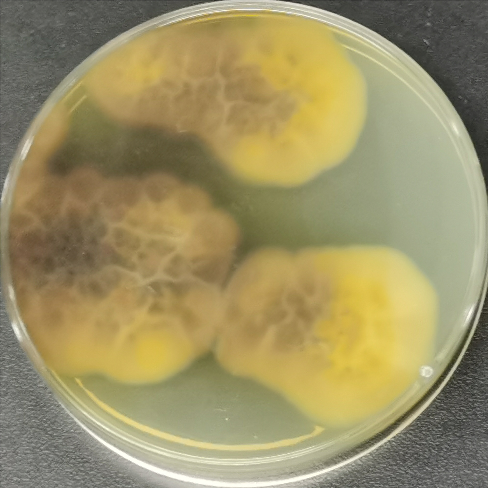 Microascus melanosporus-伟业计量