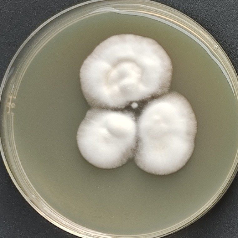 Emergomyces pasteurianus-伟业计量