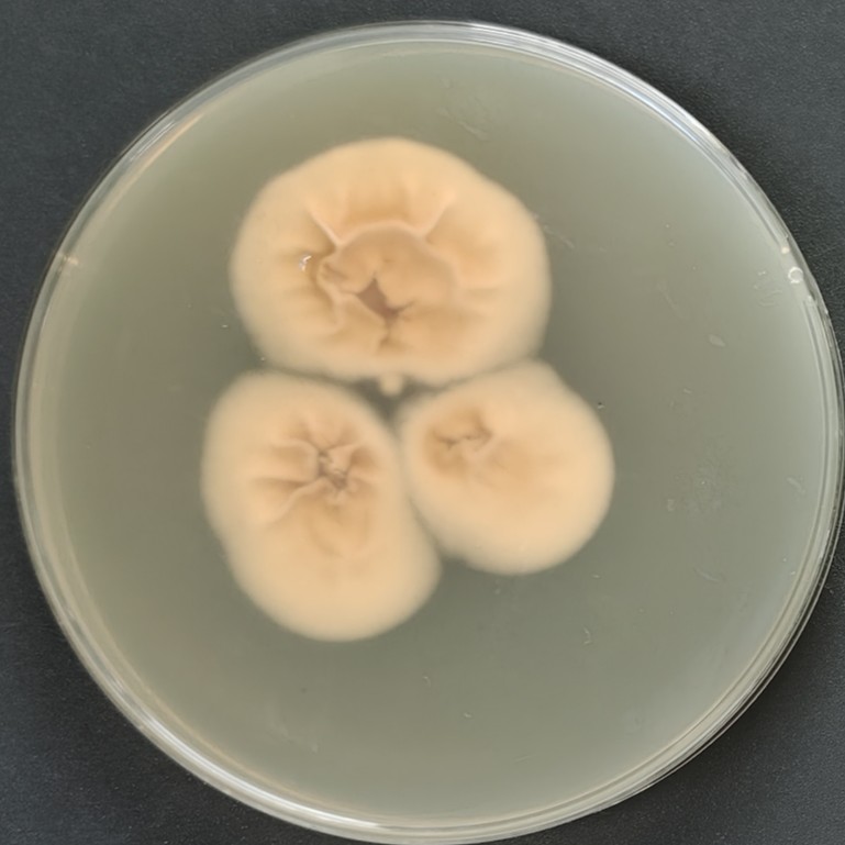 Emergomyces pasteurianus-伟业计量